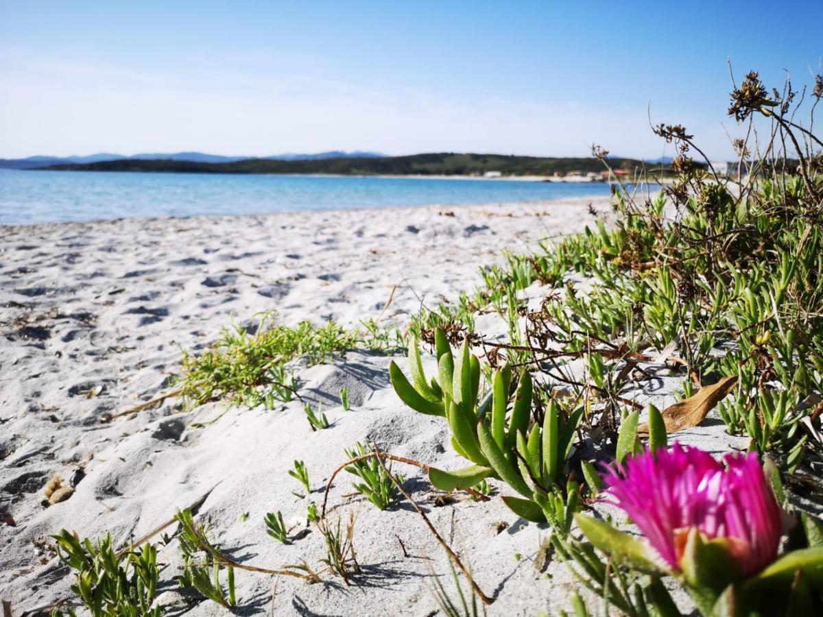Insardinia House Trilocale A 200Mt Dalla Spiaggia أولبيا المظهر الخارجي الصورة